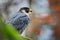 Peregrine Falcon sitting on the rock. Rare bird in nature habitat. Falcon in the Czech mountain Ceske Svycarsko National Park.