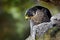Peregrine Falcon sitting in rock. Rare bird in nature habitat. Falcon in the Czech mountain Ceske Svycarsko National Park. Bird of