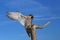 Peregrine falcon sitting on a stick