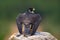 Peregrine Falcon, sitting on the stone. Bird of prey Peregrine Falcon sitting on the rock with green forest in the background. Bir