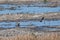 Peregrine Falcon standing in a wetland and being attacked by a lapwing