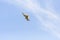 Peregrine Falcon in Tack in blue sky