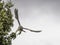 Peregrine Falcon Takeoff for a Hunt