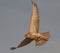 Peregrine Falcon Training