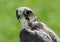 Peregrine falcon with very attentive gaze