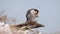 A peregrine falcon Video Clip