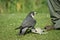 Peregrine falcons with the prey