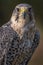 Peregrine / saker falcon