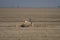 Peregrines falcon in a desert plain in kutch