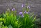 Perenial flowerbed in the garden with blue irises and lush green bushes and hedges bark mulch  garden lawn cut