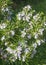 Perennial aromatic herbs with melliferous flowers of rosemary, sunny outdoor