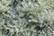 Perennial Artemisia Schmitidiana, Nana groundcover mugwort for aromatic herbaceous garden