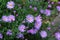 Perennial asters - small lilac flowers