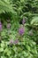 Perennial Astilbe flowers and green ferns i