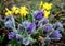 Perennial beds with miniature bunches of daffodils in a bark mulched flower bed on a hill. stones and small shrubs create a sunny