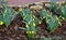 Perennial beds with miniature bunches of daffodils in a bark mulched flower bed on a hill. stones and small shrubs create a sunny