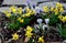 Perennial beds with miniature bunches of daffodils in a bark mulched flower bed on a hill. stones and small shrubs create a sunny