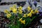 Perennial beds with miniature bunches of daffodils in a bark mulched flower bed on a hill. stones and small shrubs create a sunny