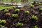 Perennial beds with miniature bunches of daffodils in a bark mulched flower bed on a hill. stones and small shrubs create a sunny