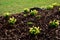 Perennial beds with miniature bunches of daffodils in a bark mulched flower bed on a hill. stones and small shrubs create a sunny