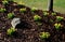 Perennial beds with miniature bunches of daffodils in a bark mulched flower bed on a hill. stones and small shrubs create a sunny