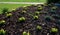 Perennial beds with miniature bunches of daffodils in a bark mulched flower bed on a hill. stones and small shrubs create a sunny