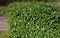 Perennial beds with miniature bunches of daffodils in a bark mulched flower bed on a hill. stones and small shrubs create a sunny