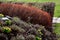 Perennial beds with miniature bunches of daffodils in a bark mulched flower bed on a hill. stones and small shrubs create a sunny