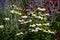 Perennial beds mulched with dark stone gravel with a predominance of ornamental grasses