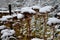 Perennial beds with ornamental flowers and grasses. lightly covered with a layer of fresh snow. the textures of dry stems and leav