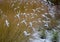 Perennial beds with ornamental flowers and grasses. lightly covered with a layer of fresh snow. the textures of dry stems and leav