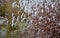 Perennial beds with ornamental flowers and grasses. lightly covered with a layer of fresh snow. the textures of dry stems and leav