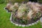 Perennial beds with ornamental grasses and pink perennials. the edge of the flowerbed into arches and ripples. park staircase made