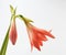 Perennial bulbous plant hippeastrum striatum blooming red bud