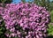 Perennial bush asters are blooming in the garden