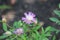 Perennial Centaurea cornflower bloom