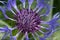 Perennial cornflower centaurea montana