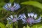 Perennial cornflower Centaurea montana flower in spring