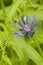 Perennial cornflower Centaurea montana flower in spring