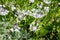 Perennial cornflowers (centaurea montana