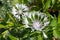 Perennial cornflowers (centaurea montana