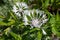 Perennial cornflowers (centaurea montana