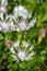 Perennial cornflowers (centaurea montana