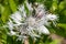 Perennial cornflowers (centaurea montana