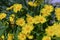 Perennial daisies. Yellow garden flowers