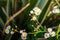 Perennial daisy or Bellis perennis on blur background
