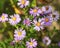 Perennial decorative flowers for the garden. Blue aster blooms in the garden in autumn. Plant for flower beds.