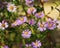 Perennial decorative flowers for the garden. Blue aster blooms in the garden in autumn. Plant for flower beds.
