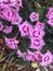 Perennial Dianthus flowers