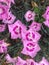 Perennial Dianthus flowers